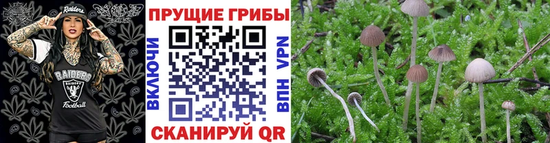 закладки  даркнет клад  Псилоцибиновые грибы GOLDEN TEACHER  Гуково 